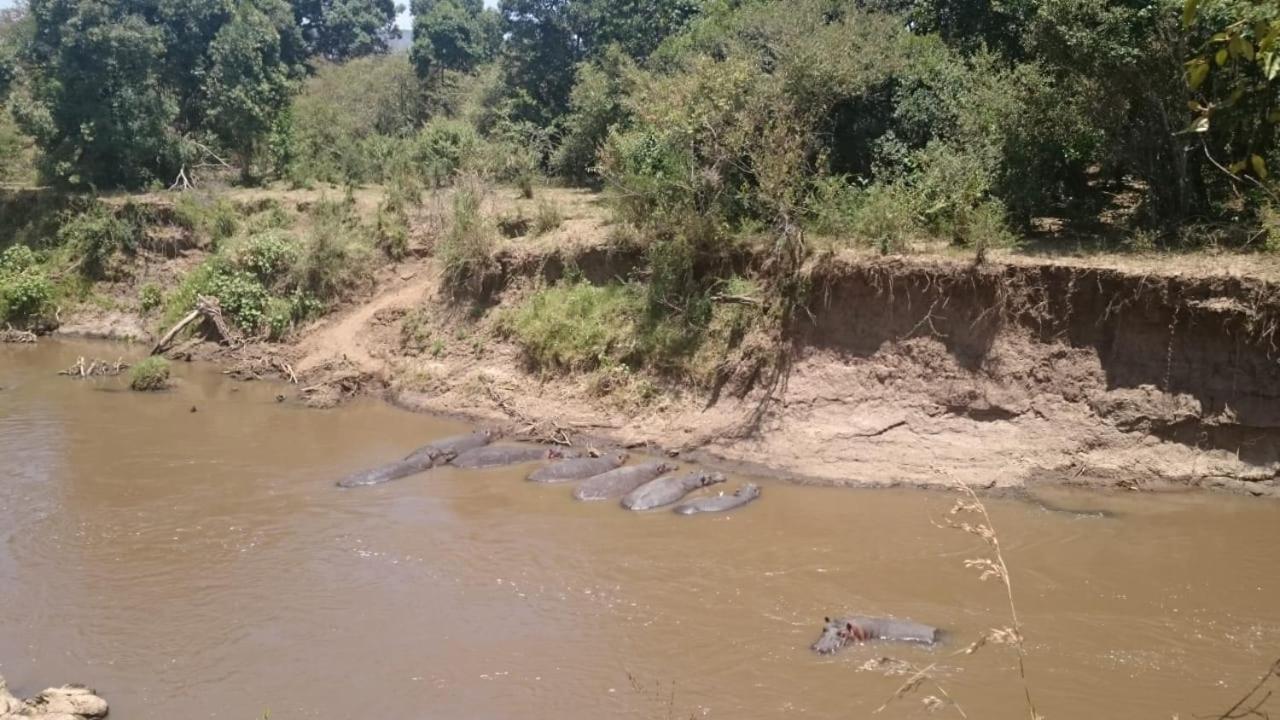 Hammerkop Migration Camp Bed & Breakfast Maasai Mara Bagian luar foto